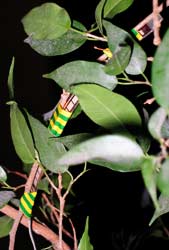 Capteur analogique dans un ficus.